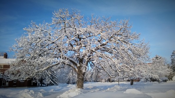frost_tree